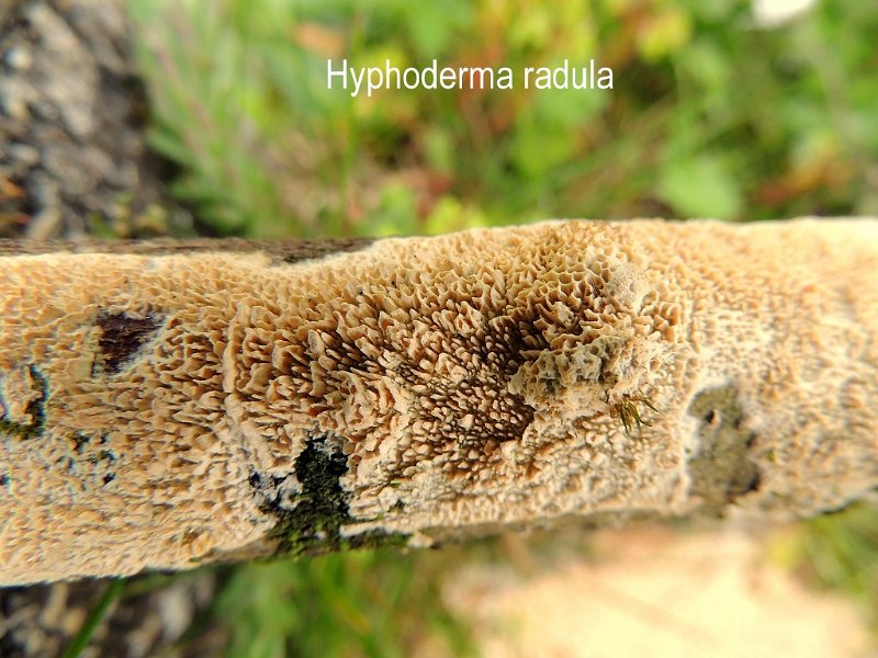 Xylodon radula-amf973.jpg - Xylodon radula ; Syn1: Hyphoderma radula ; Syn2: Sistotrema radula ; Nom français: Xylodon à longues dents